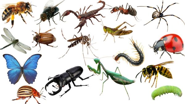 Насекомые на белом фоне