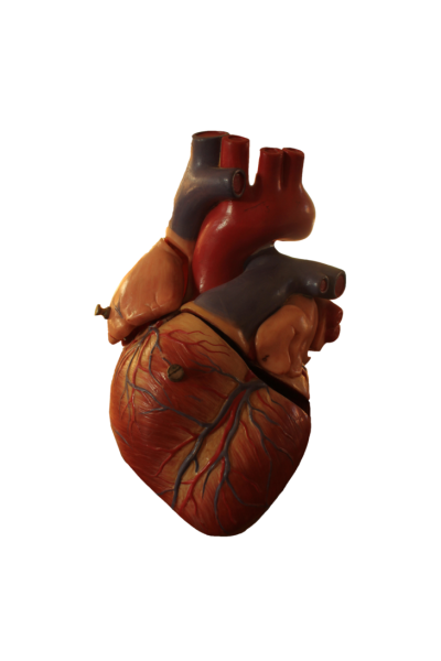 Человеческое сердце настоящее