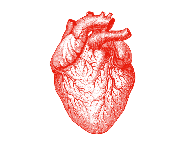 Изображение сердца человека