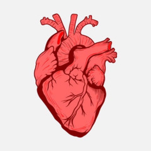 Горящее сердце Анатомическое