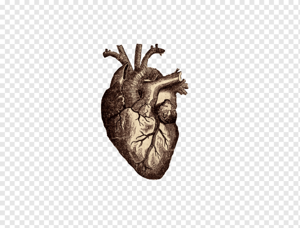 Человеческое сердце без фона
