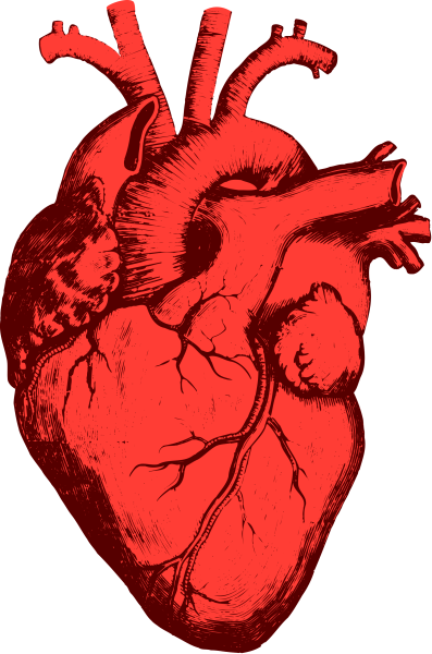 Фото по запросу Сердце человека