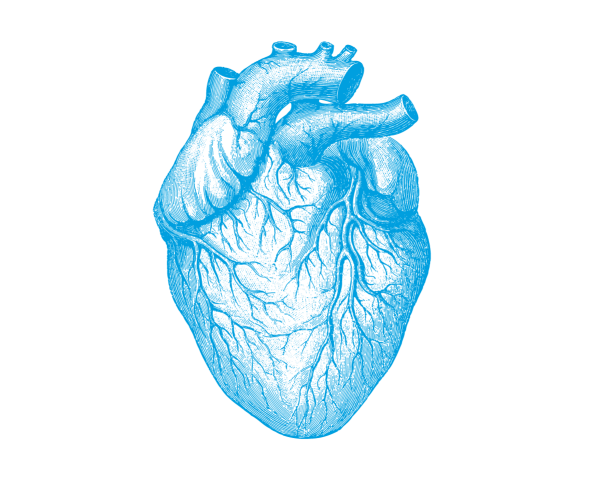 Человеческое сердце на прозрачном фоне