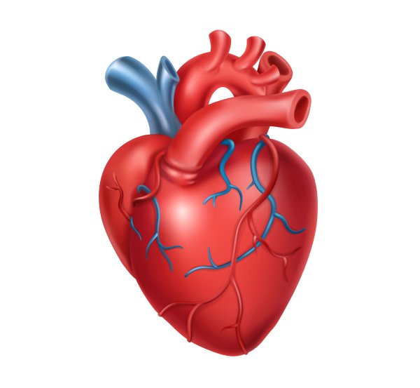 Внутренние органы человека сердце