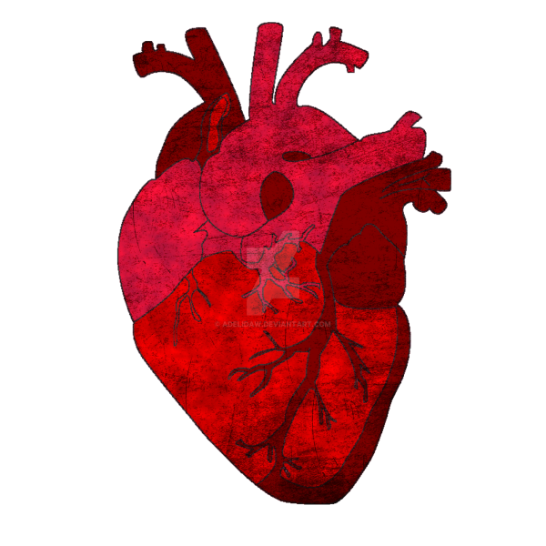Человеческое сердце картинки