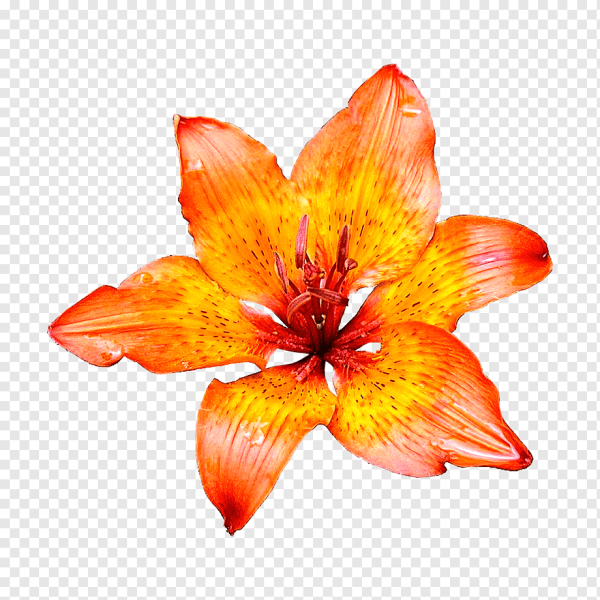 Цветы без фона