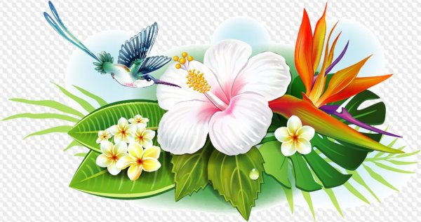 Тропические цветы на прозрачном фоне