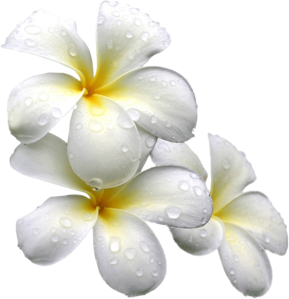 Цветы на прозрачном фоне