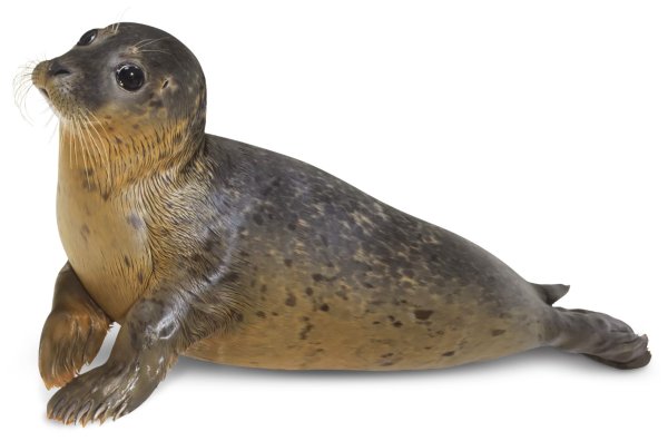 Ладожская кольчатая Нерпа