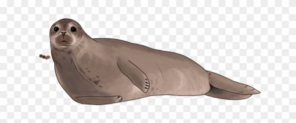 Морской котик