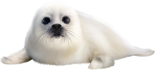 Белек нерпы