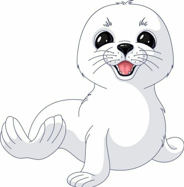 Морской котик раскраска для детей