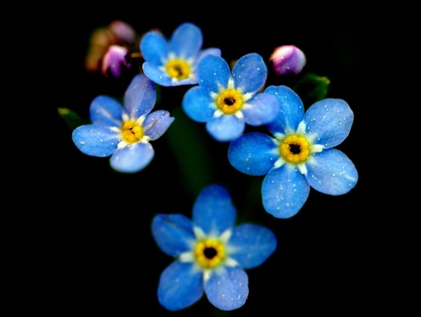 Незабудка символ