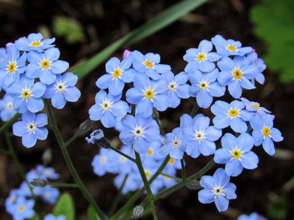 Армянская Незабудка растение