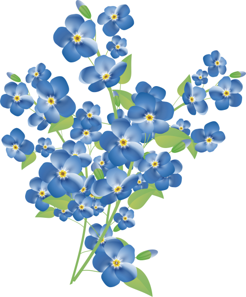 Незабудка цветок на белом фоне