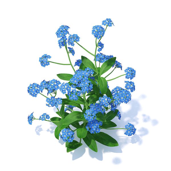 Незабудка на белом фоне