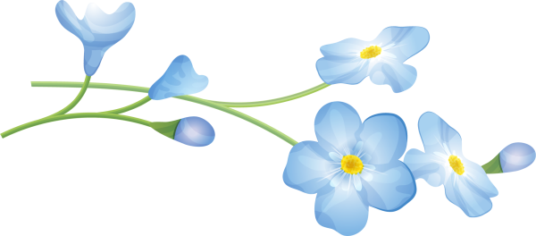 Незабудка на белом фоне