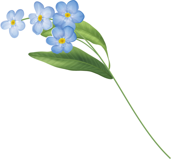 Незабудка на белом фоне