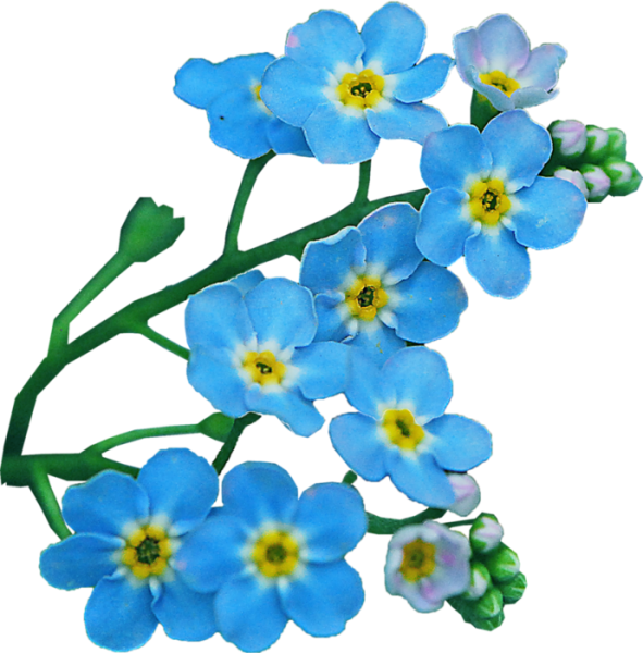Цветы незабудки
