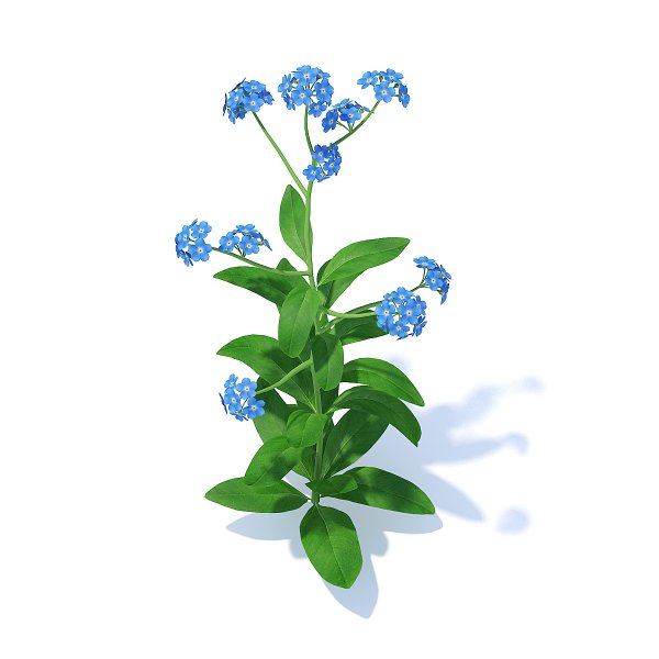 Незабудка цветок на белом фоне