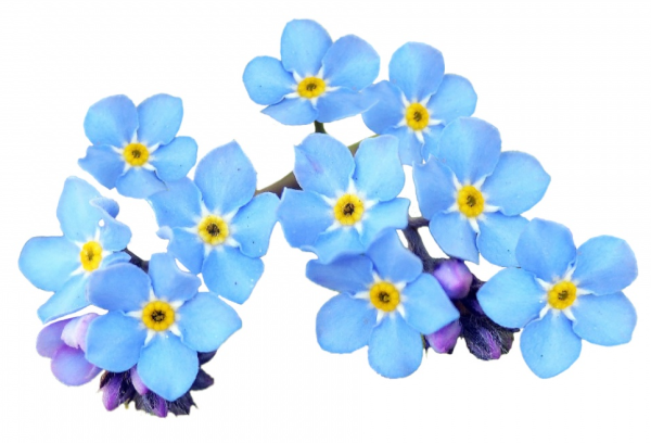 Незабудка на белом фоне