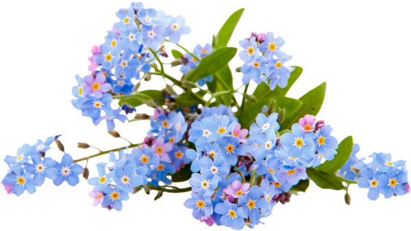 Незабудки на прозрачном фоне