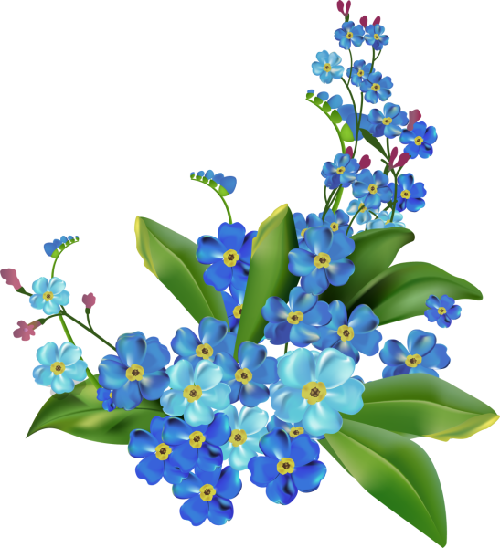 Незабудка вектор