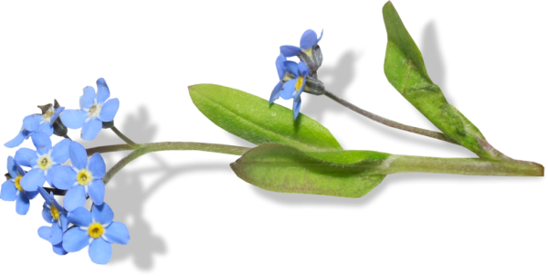 Незабудки на прозрачном фоне