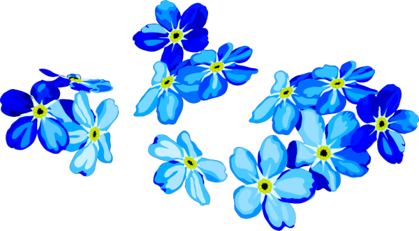 Незабудка цветок на белом фоне