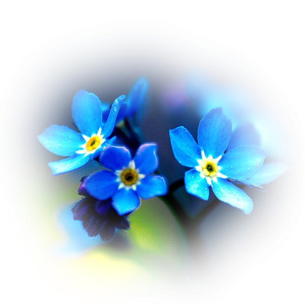 Цветы незабудки