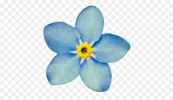 Маленькие голубые цветы для срисовки