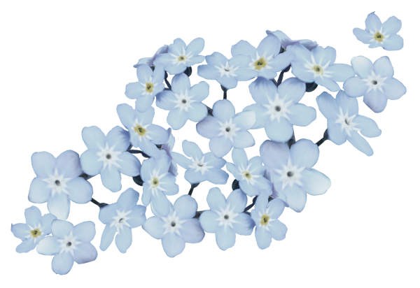 Голубые цветочки на прозрачном фоне