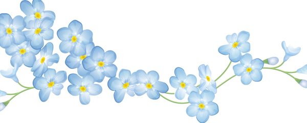 Незабудки на прозрачном фоне