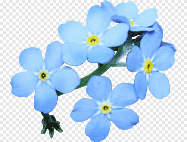 Незабудка для детей