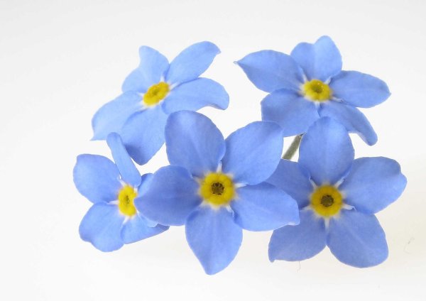 Незабудка на белом фоне