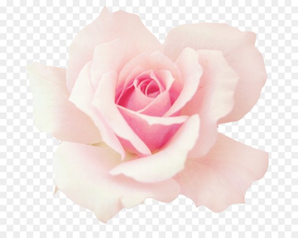 Нежные розовые цветы на прозрачном фоне