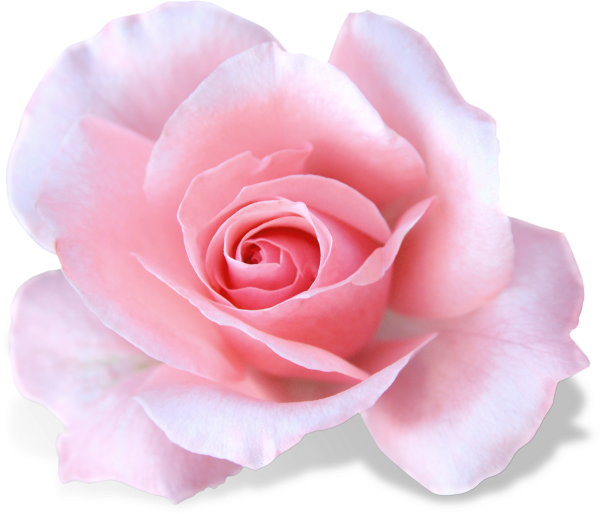 Нежные розы на прозрачном фоне