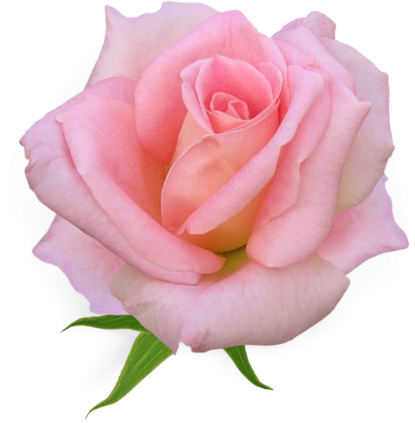 Розы Пинк Фловерс