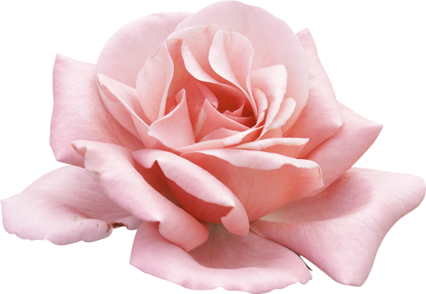 Цветочек розовый на прозрачном