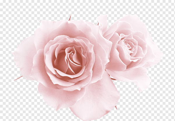 Розовые розы