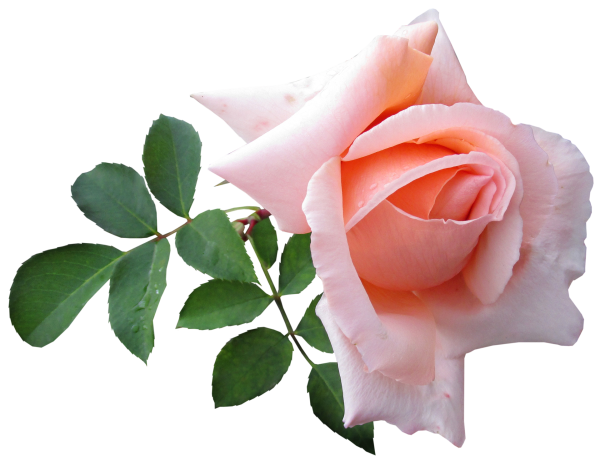 Красивые розы на прозрачном фоне