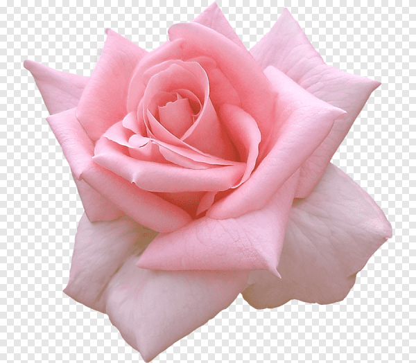 Розовые розы