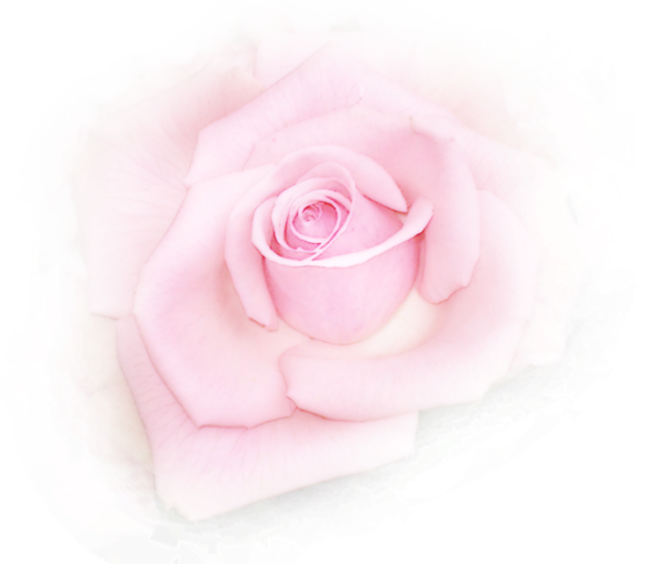 Нежные розы