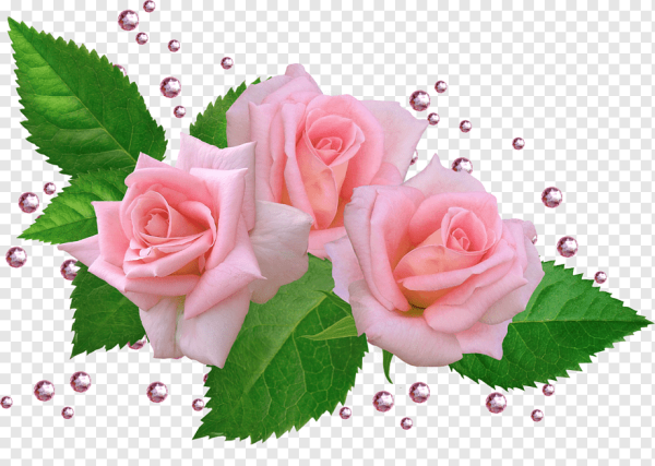 Клипарт розы на прозрачном фоне