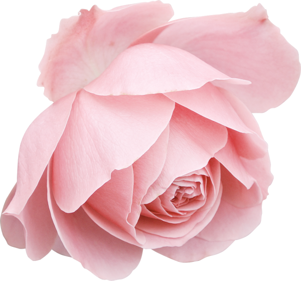 Розовые розы