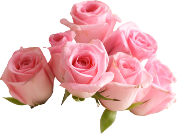 Розовые розы на прозрачном фоне