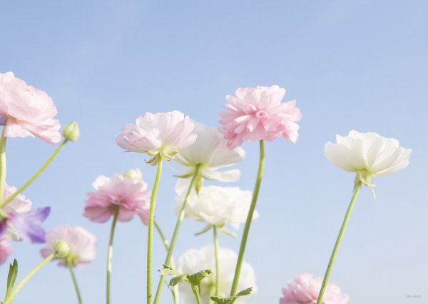 Нежные летние цветы