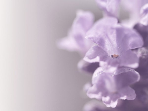 Нежный фиолетовый