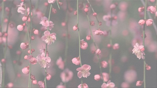 Серо розовые цветы