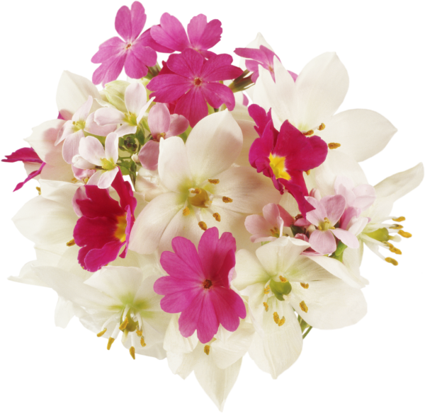 Цветы на белом фоне